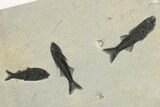 Fossil Fish (Mioplosus & Knightia) Plate - Wyoming #222871-1